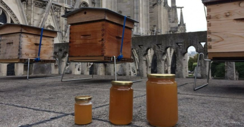 Bees Kept on Notre Dames Roof Survived The Fire!