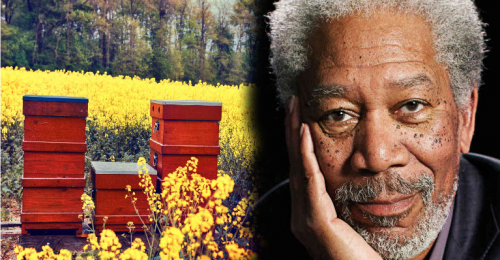 Morgan Freeman Converted His 124-Acre Ranch Into A Giant Honeybee Sanctuary To Save The Bees