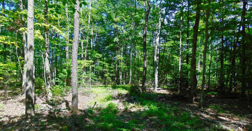 Secluded 30 Acres of Adirondack Property With Small Bunk House for 47k
